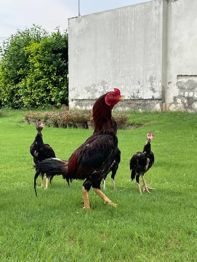 Mianwali Male / Amroha Female  + Chicks