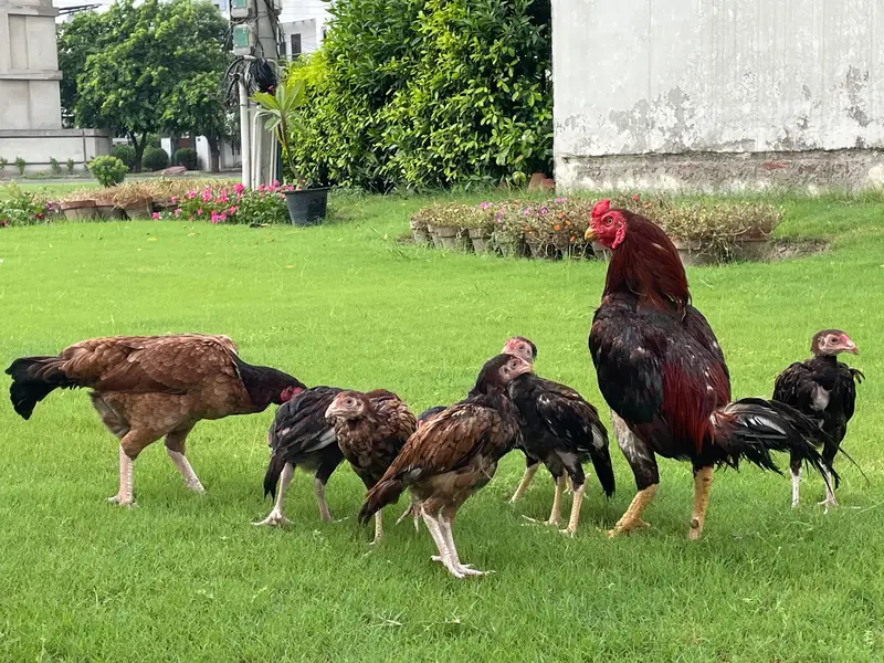 Mianwali Male / Amroha Female  + Chicks — photo 2
