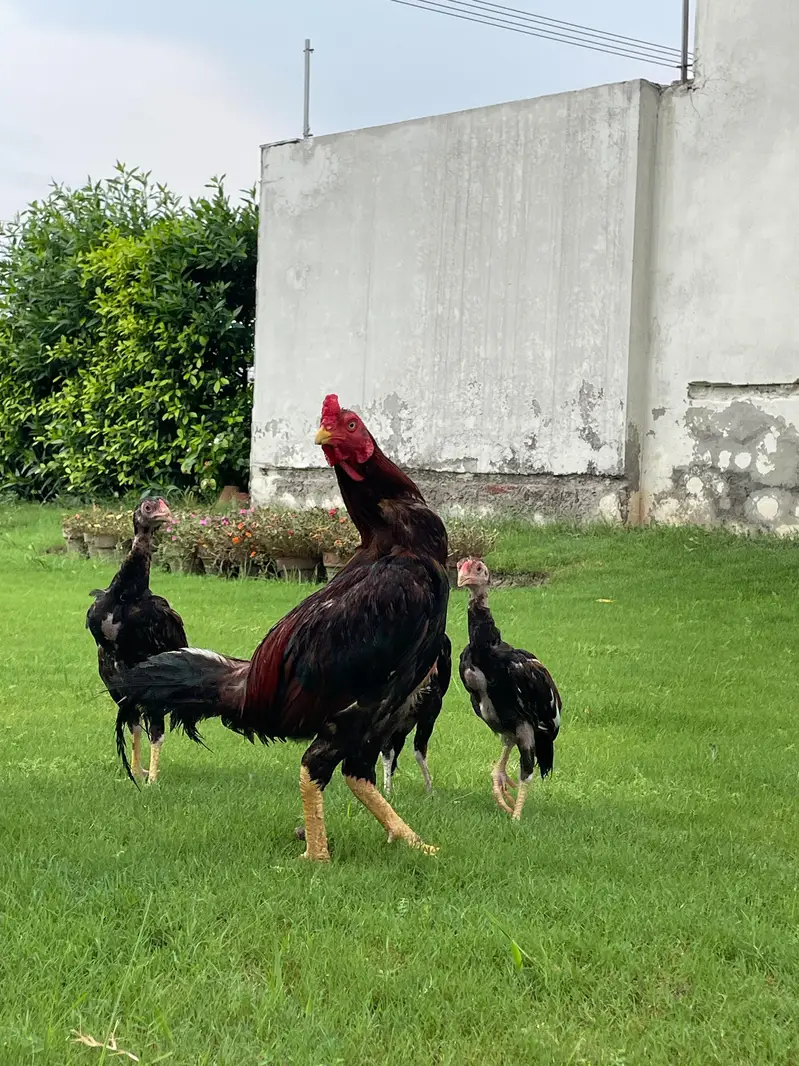 Mianwali Male / Amroha Female  + Chicks — photo 3