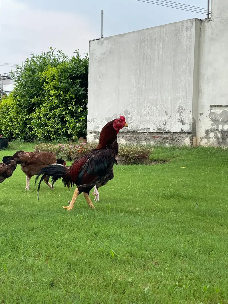 Mianwali Male / Amroha Female  + Chicks — photo 4