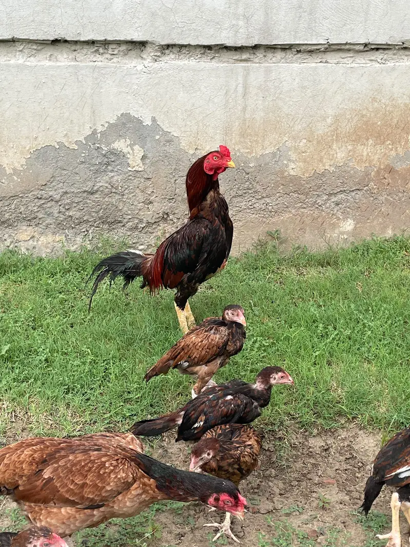 Mianwali Male / Amroha Female  + Chicks — photo 7