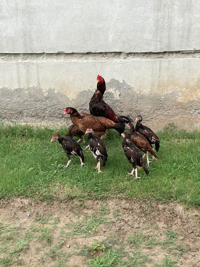 Mianwali Male / Amroha Female  + Chicks — photo 8