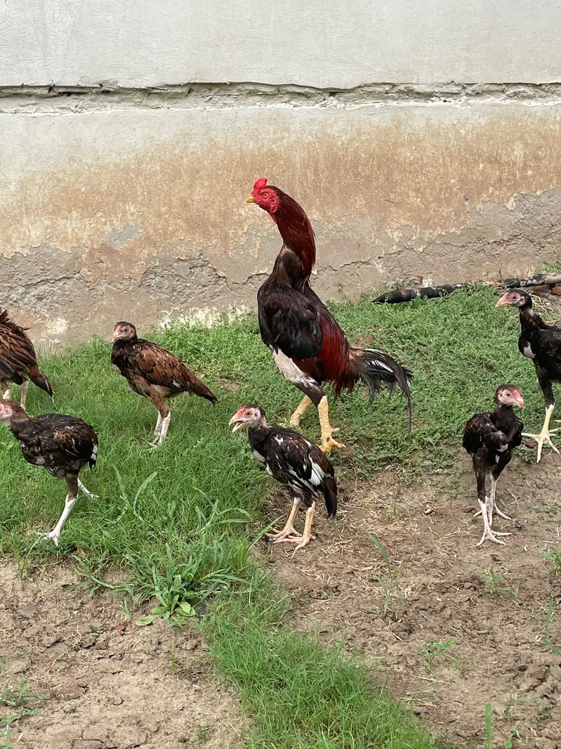 Mianwali Male / Amroha Female  + Chicks — photo 9