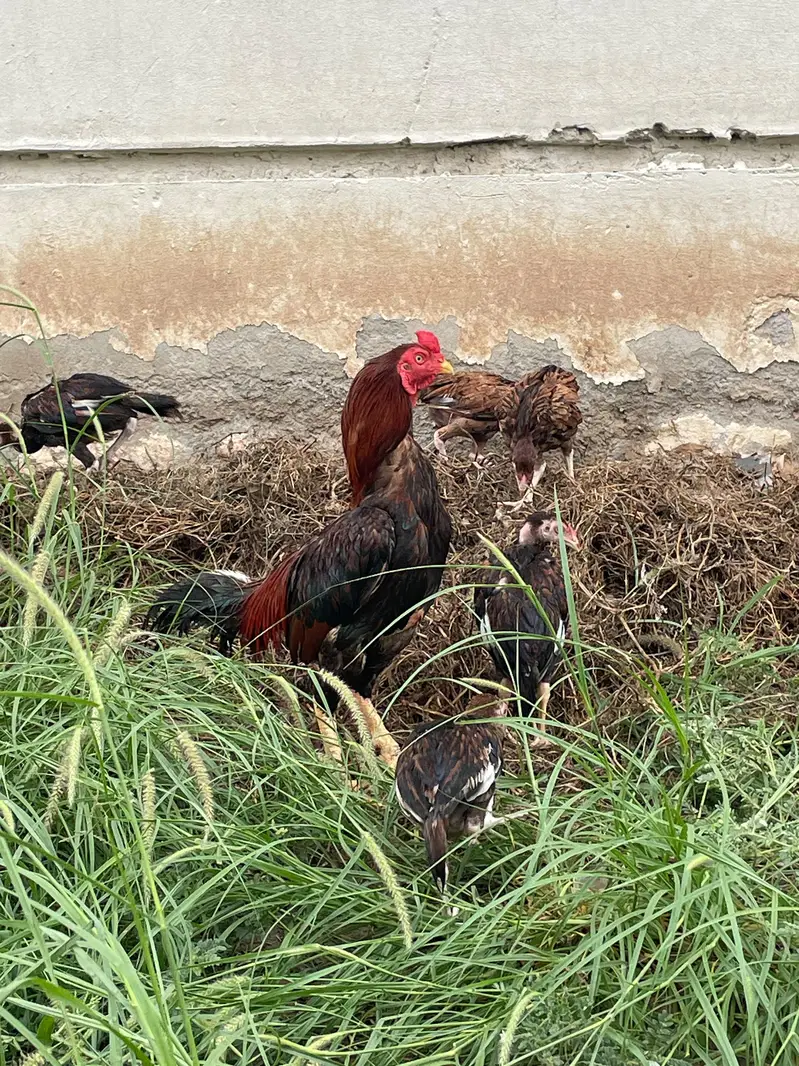 Mianwali Male / Amroha Female  + Chicks — photo 10