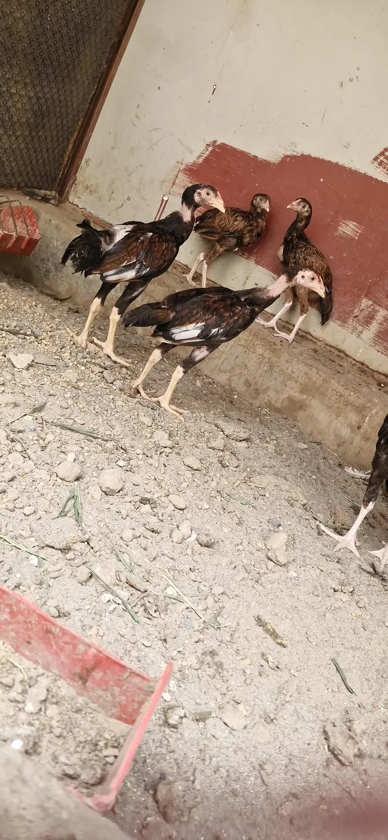Mianwali Male / Amroha Female  + Chicks — photo 11