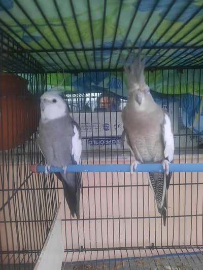Whiteface Cockatiels