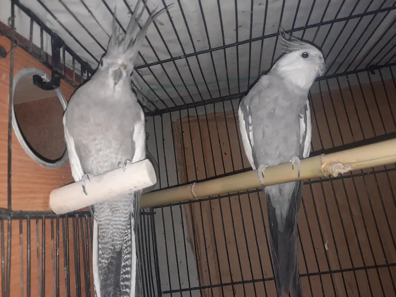 Whiteface Cockatiels — photo 2