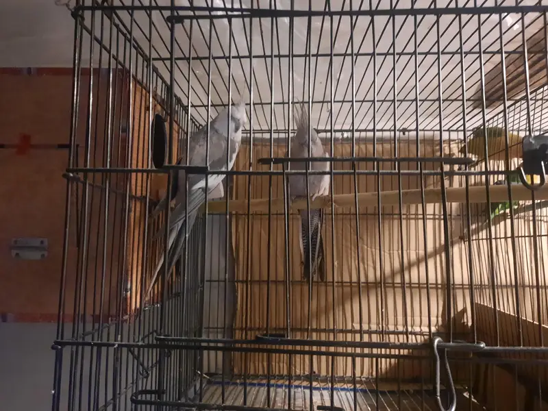 Whiteface Cockatiels — photo 3