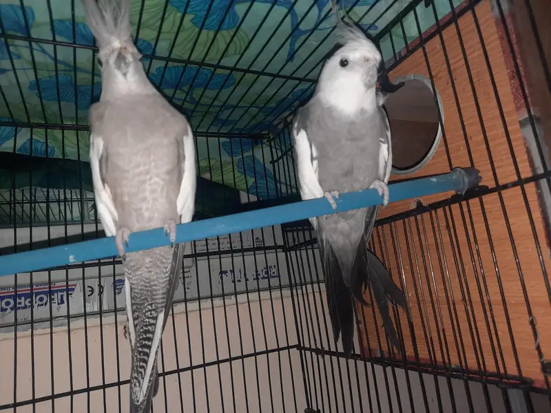 Whiteface Cockatiels — photo 4