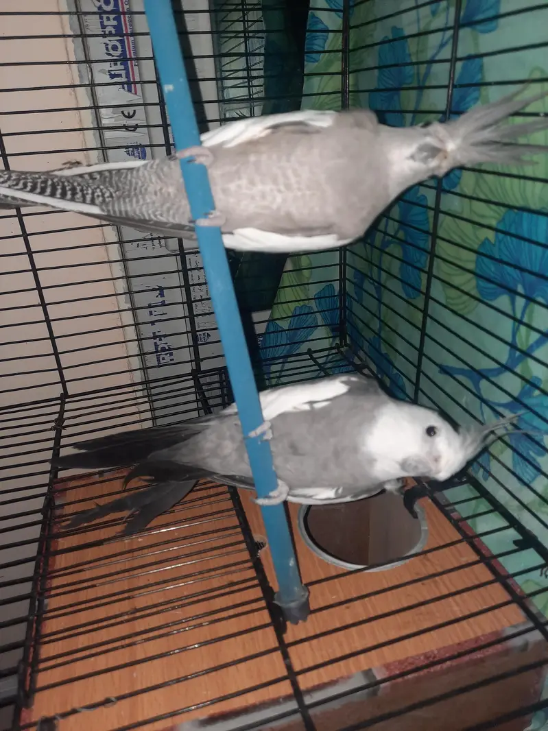 Whiteface Cockatiels — photo 5
