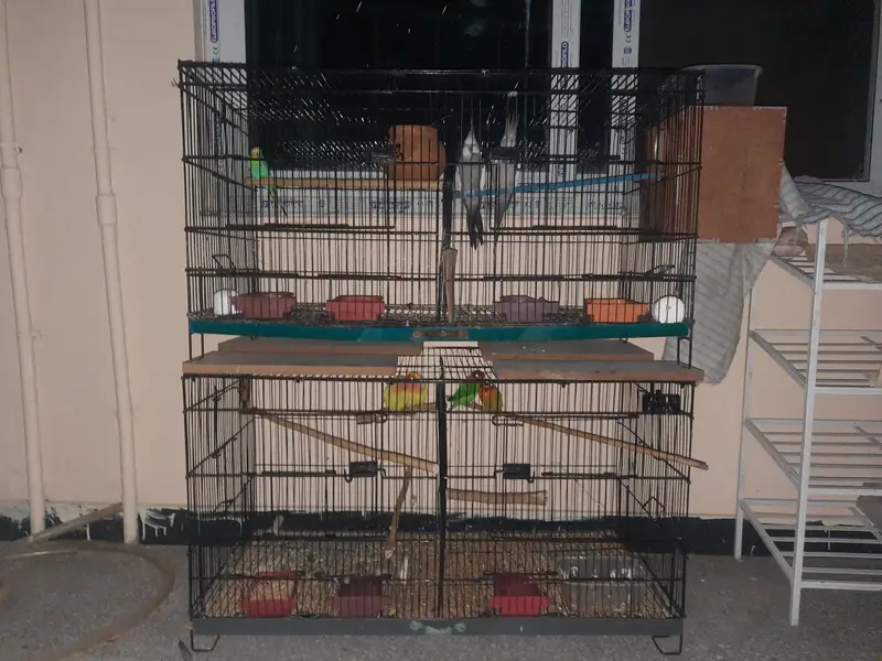 Whiteface Cockatiels — photo 6