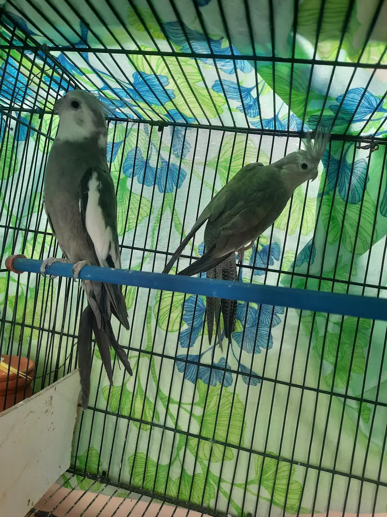 Whiteface Cockatiels — photo 7