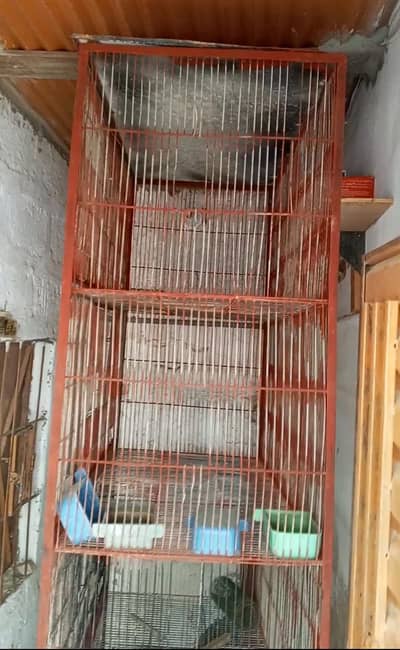 birds cage