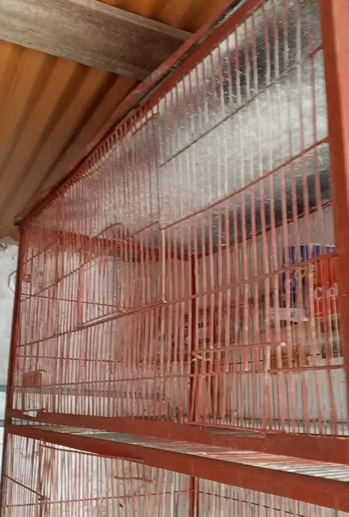 birds cage — photo 3
