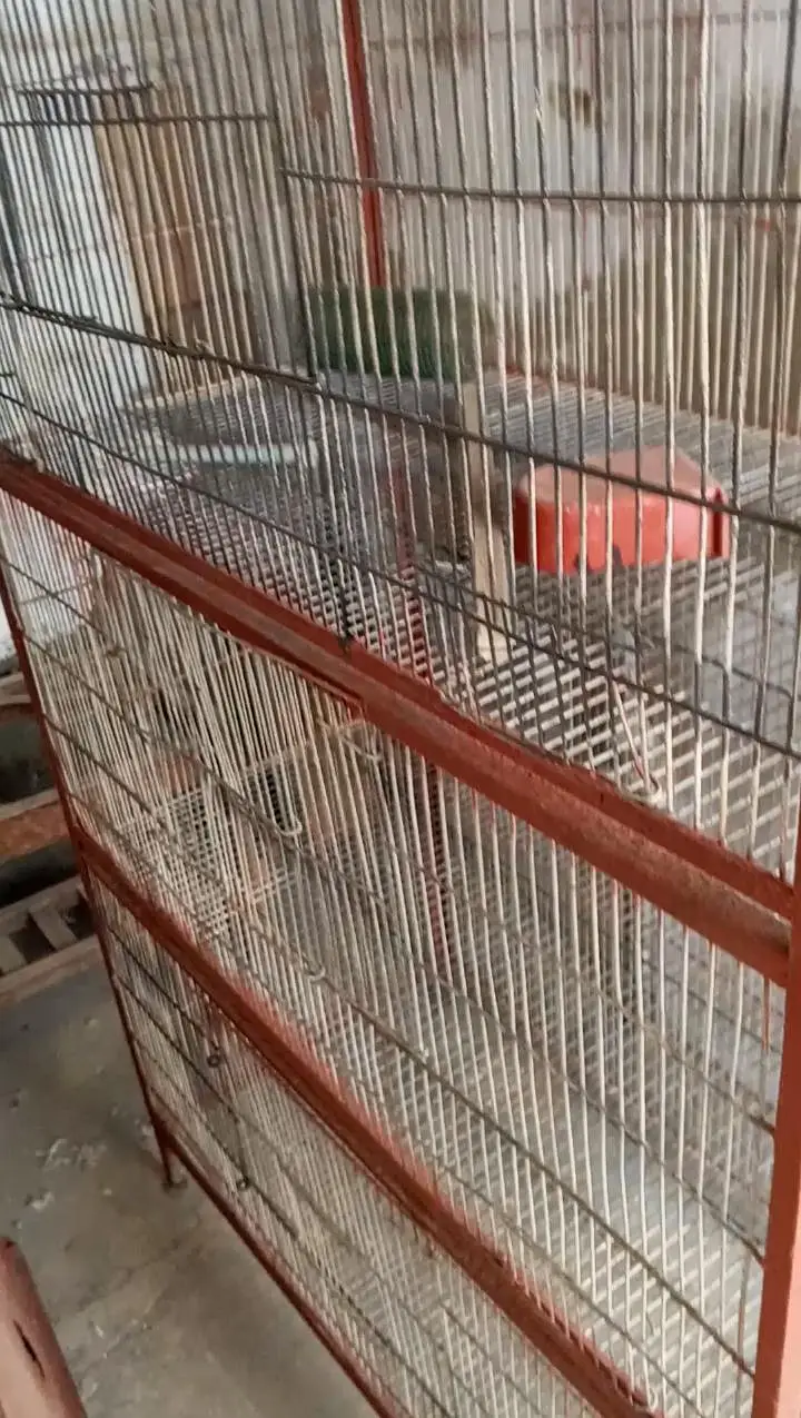 birds cage — photo 4