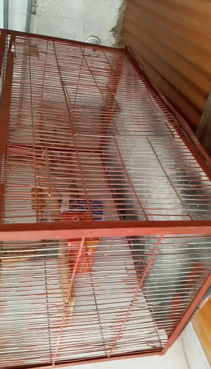 birds cage — photo 5