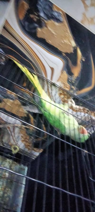 Raw jumbo parrot