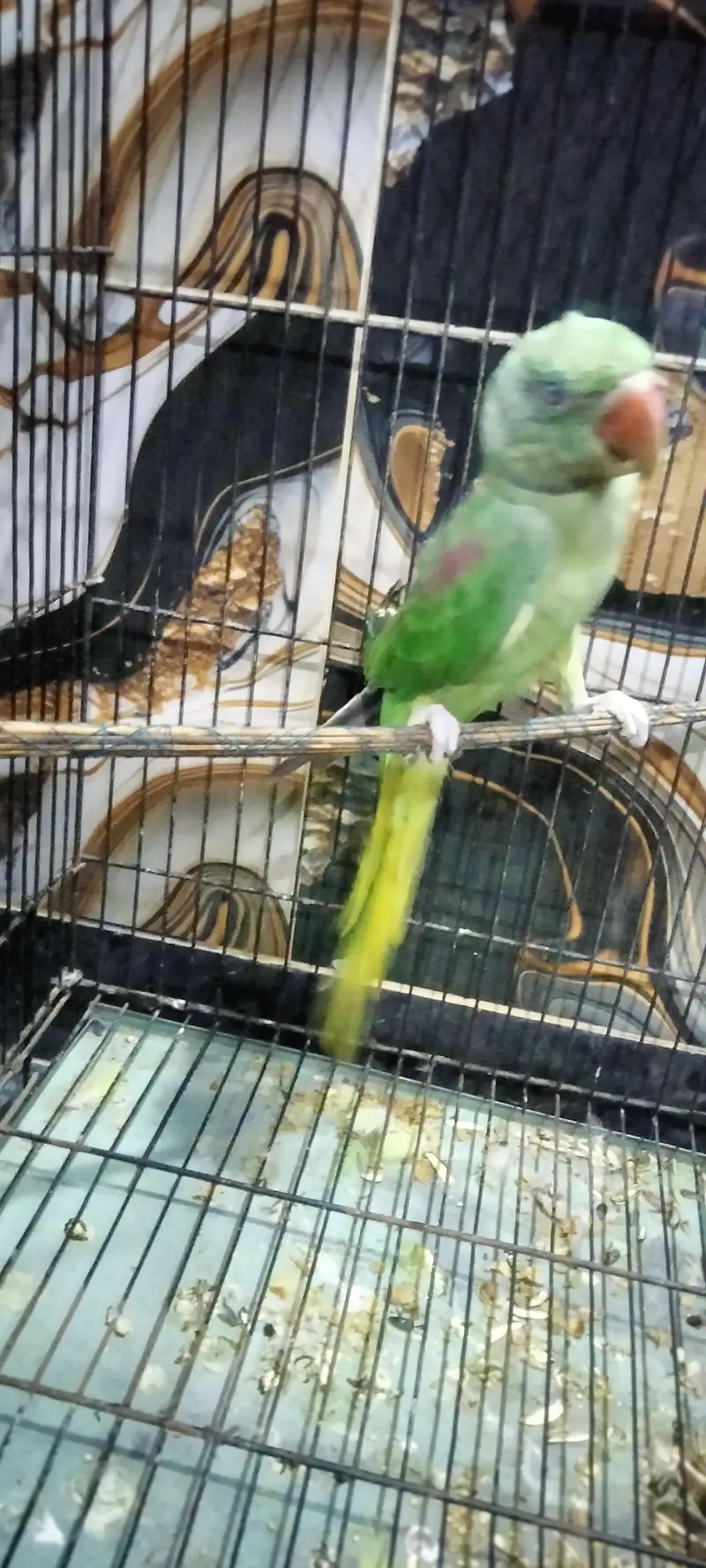 Raw jumbo parrot — photo 2