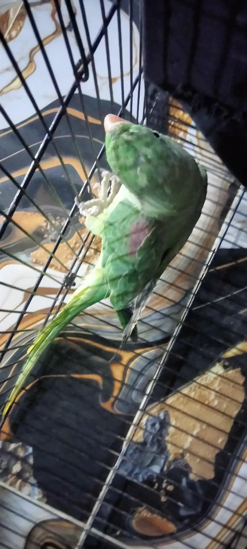 Raw jumbo parrot — photo 3