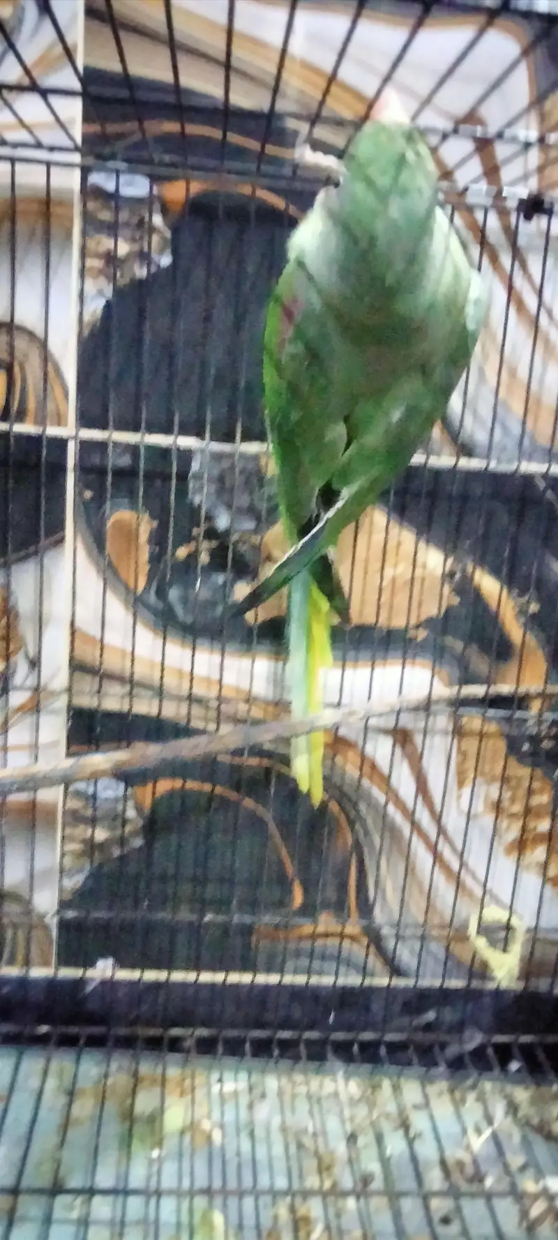 Raw jumbo parrot — photo 4