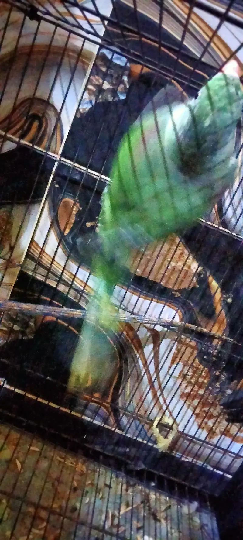 Raw jumbo parrot — photo 5