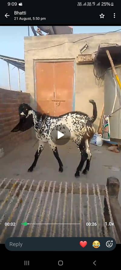Bakra