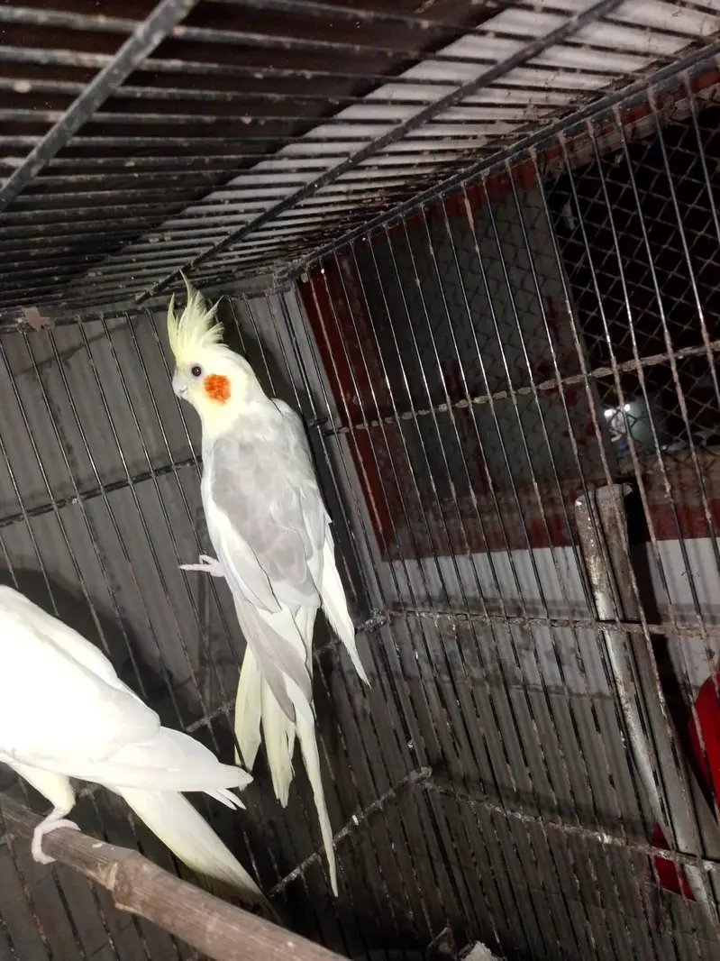 cream pied male cream female ready to breed pair — photo 3