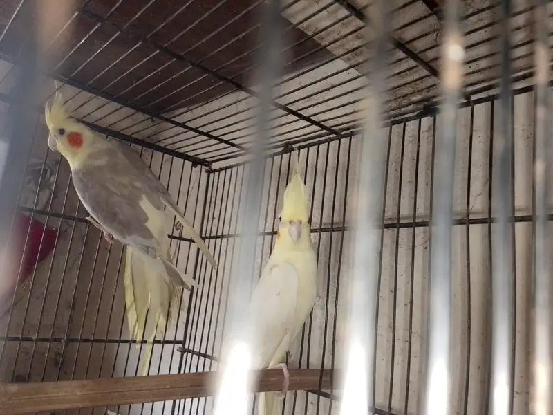 cream pied male cream female ready to breed pair — photo 4