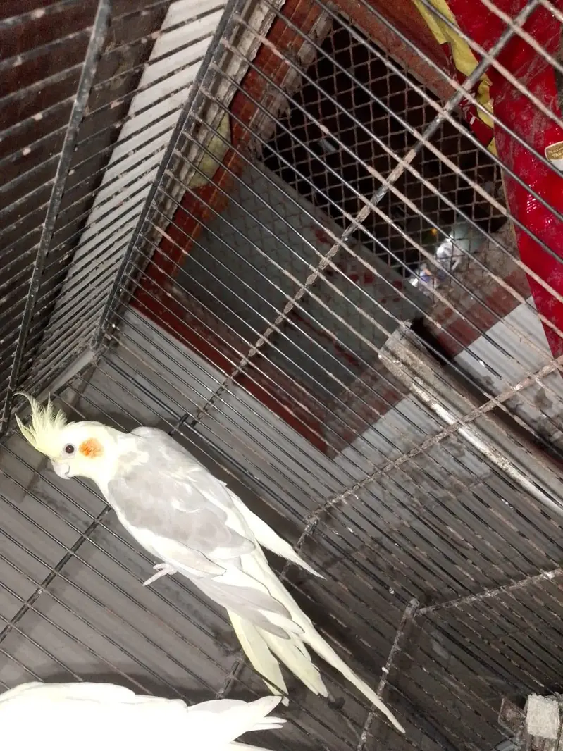 cream pied male cream female ready to breed pair — photo 5