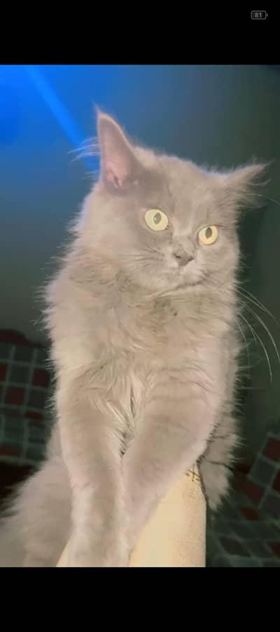 4 Months Gray Female Kitten – Vaccinatedo