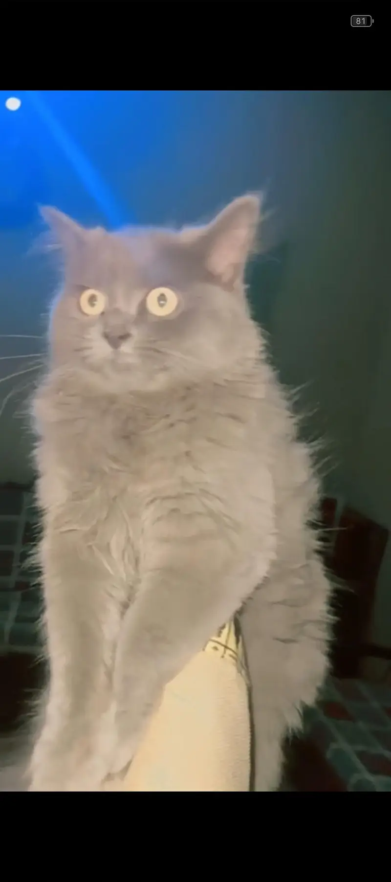 4 Months Gray Female Kitten – Vaccinatedo — photo 2