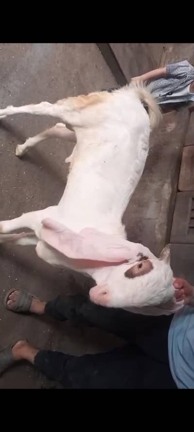 premium quality pure Rajanpuri gulabi breed pair | 4 Months