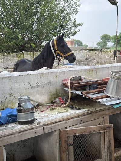 Paka neza Baz Ghora ground ka saaf suthra
