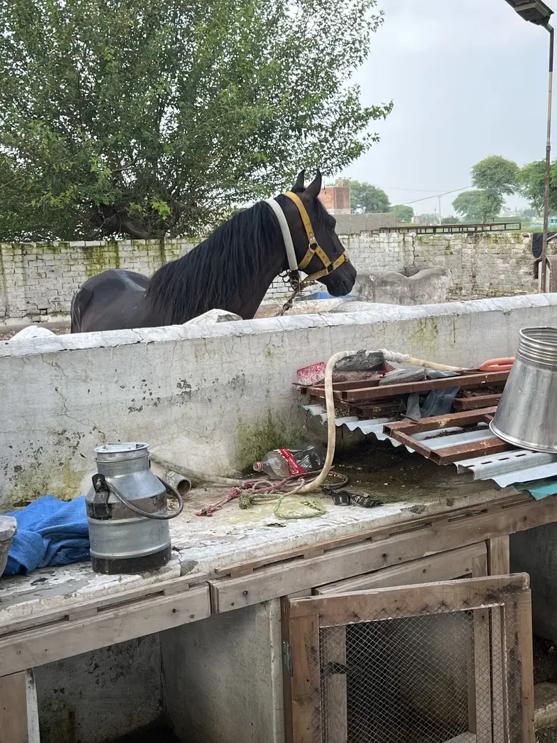 Paka neza Baz Ghora ground ka saaf suthra — photo 4