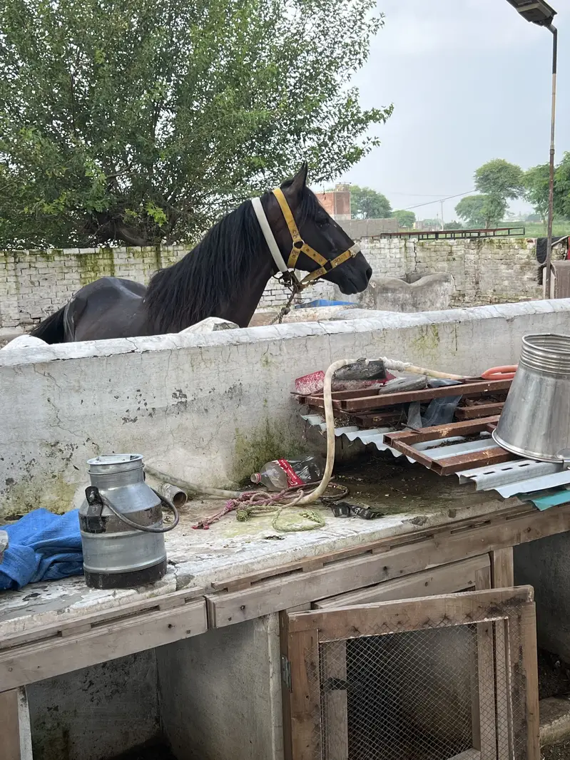 Paka neza Baz Ghora ground ka saaf suthra — photo 5