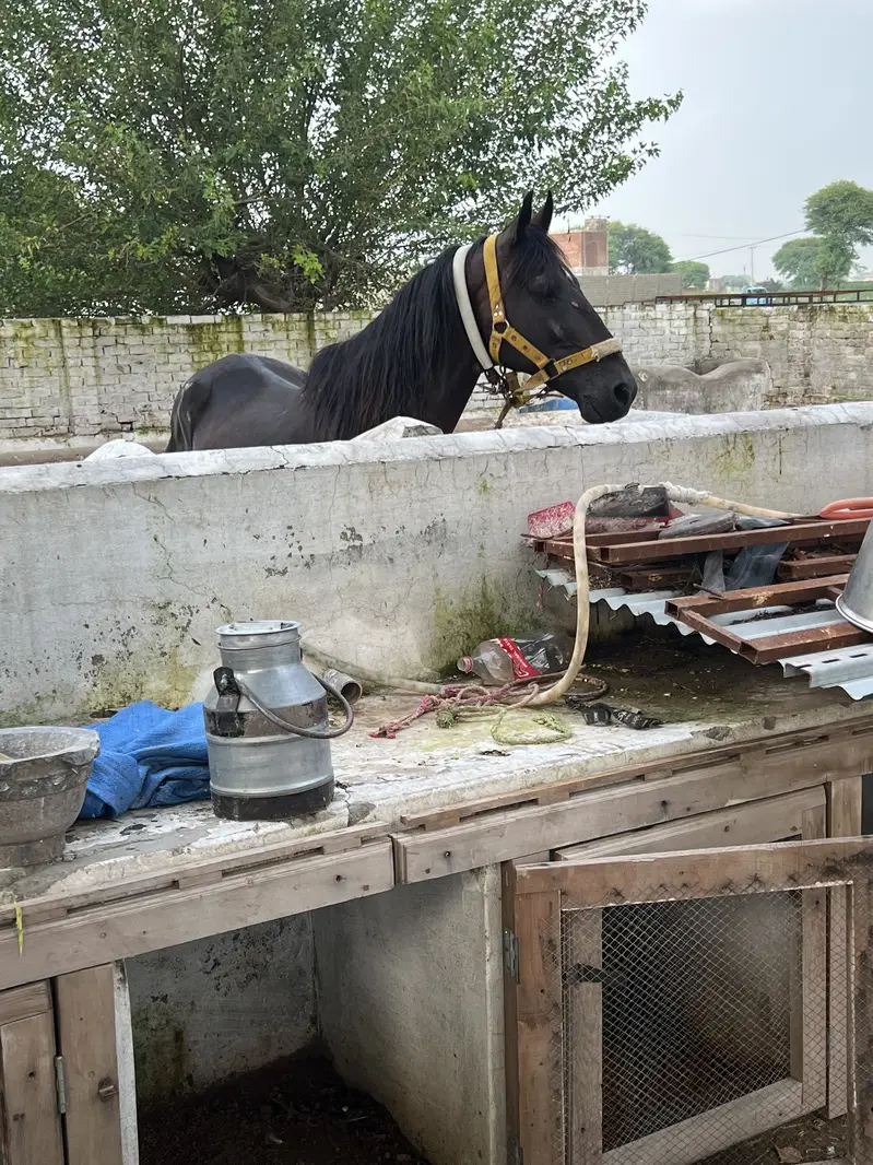 Paka neza Baz Ghora ground ka saaf suthra — photo 6