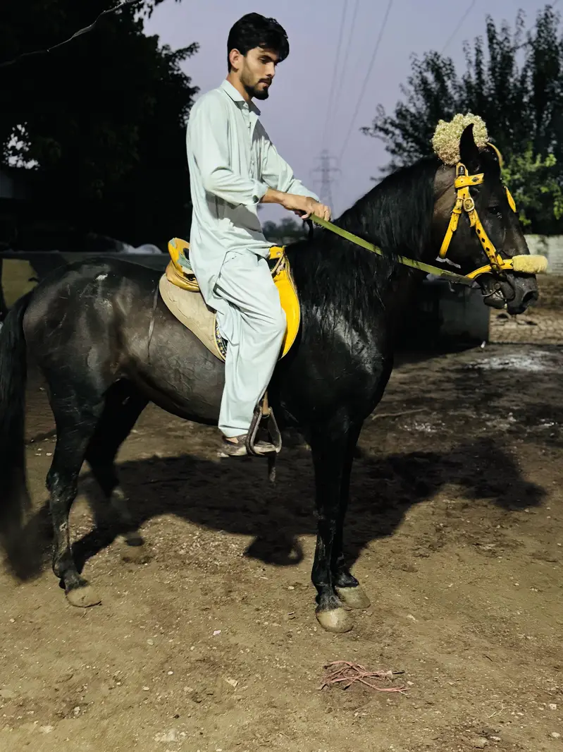 Paka neza Baz Ghora ground ka saaf suthra — photo 8
