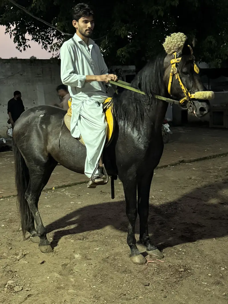 Paka neza Baz Ghora ground ka saaf suthra — photo 9