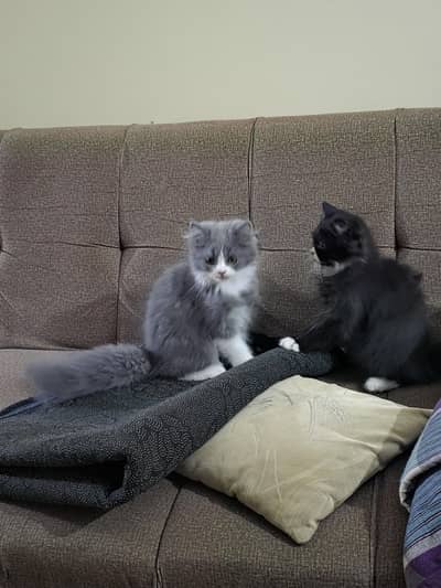 Persian Male Pear Kittens (1. black and white or 2. grey and white)