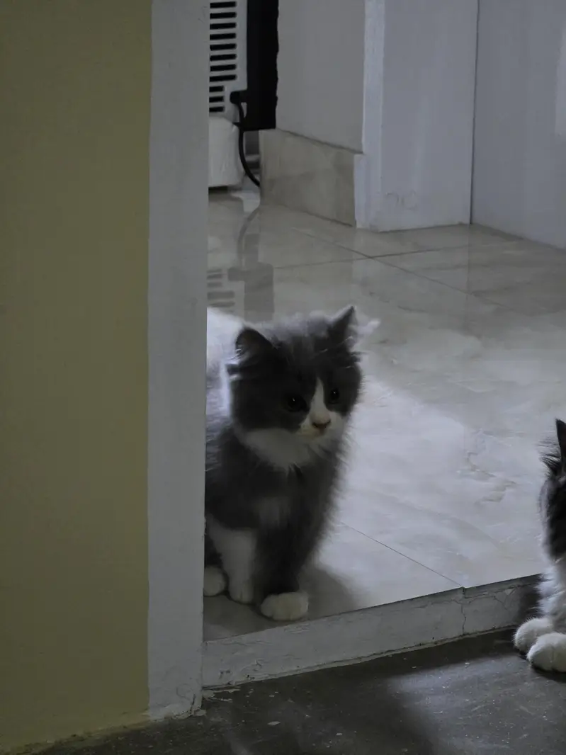 Persian Male Pear Kittens (1. black and white or 2. grey and white) — photo 2