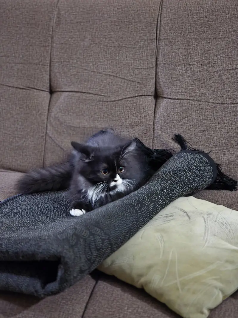 Persian Male Pear Kittens (1. black and white or 2. grey and white) — photo 3