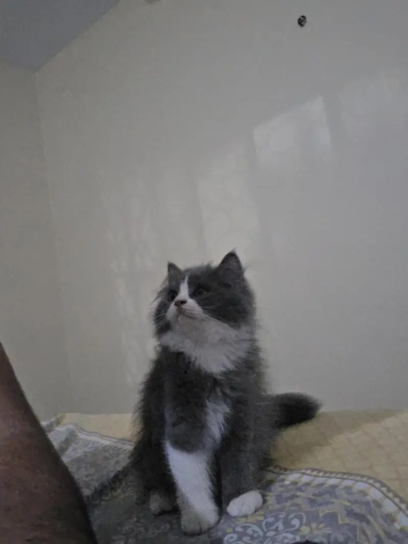 Persian Male Pear Kittens (1. black and white or 2. grey and white) — photo 4