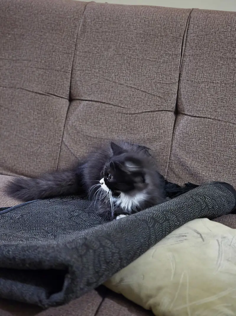Persian Male Pear Kittens (1. black and white or 2. grey and white) — photo 5