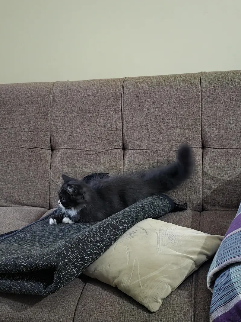Persian Male Pear Kittens (1. black and white or 2. grey and white) — photo 6