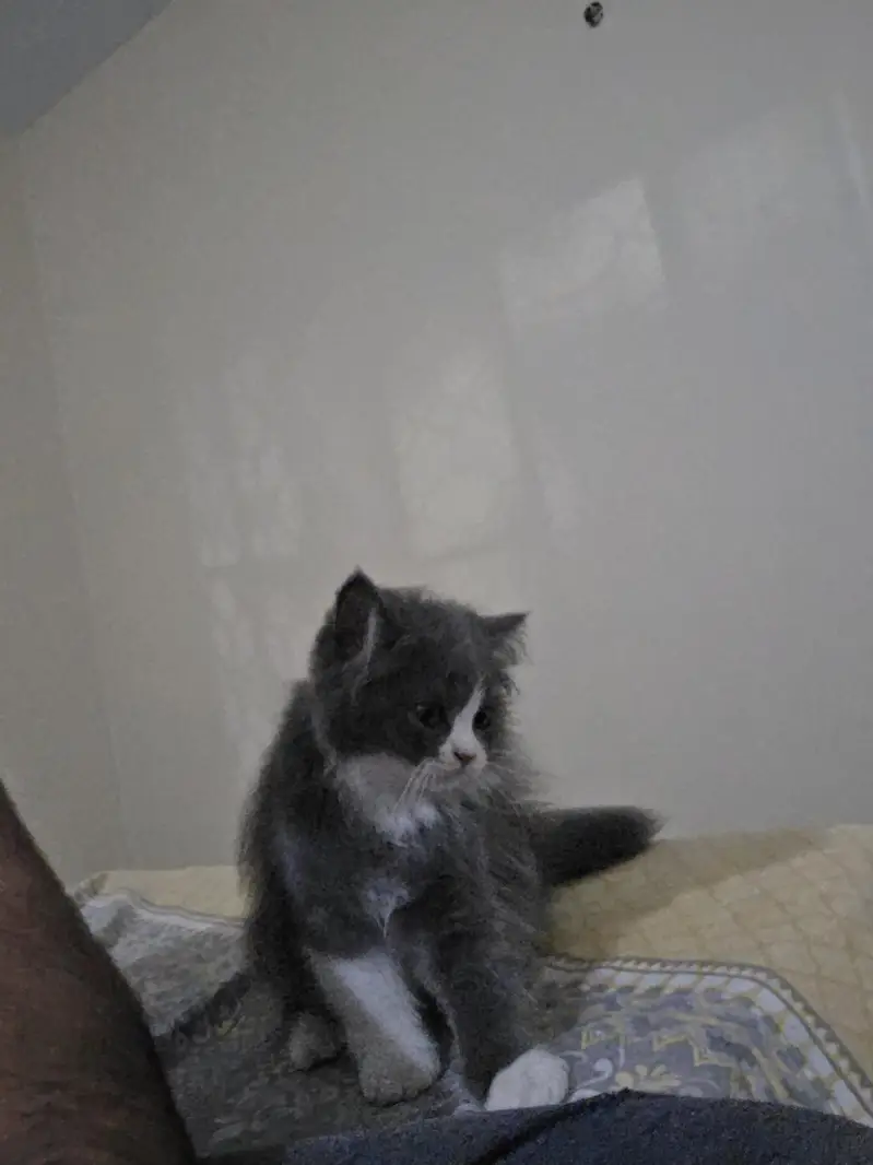 Persian Male Pear Kittens (1. black and white or 2. grey and white) — photo 7