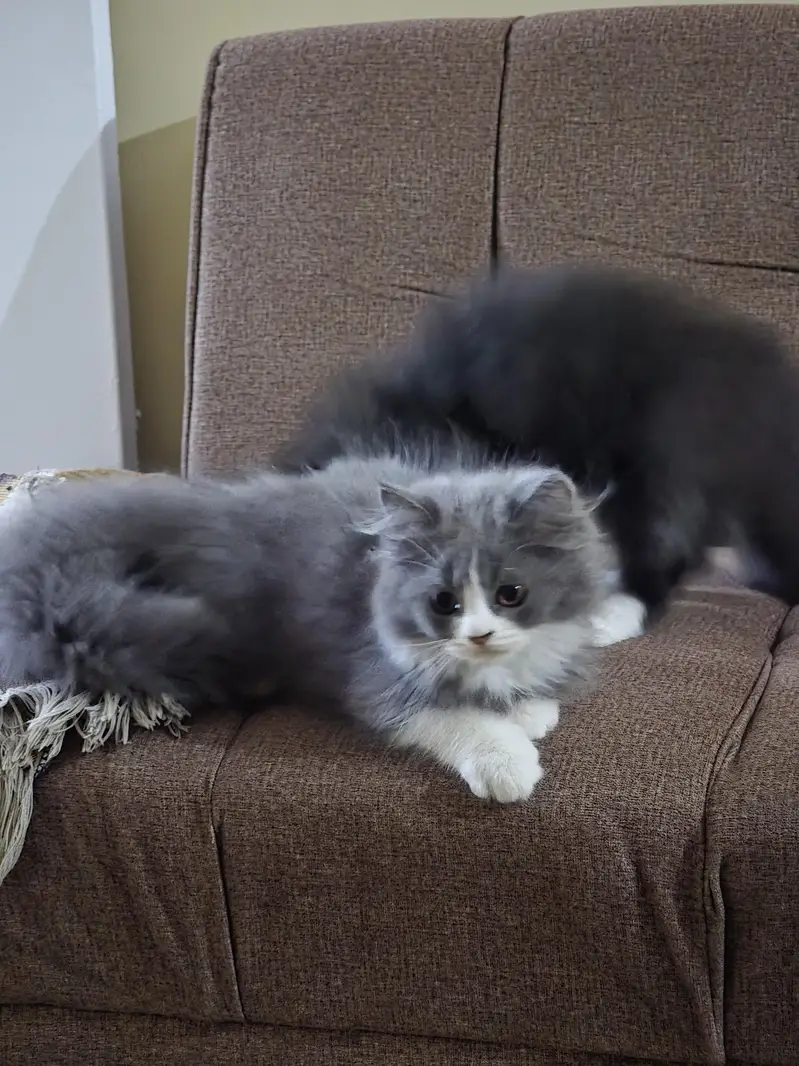 Persian Male Pear Kittens (1. black and white or 2. grey and white) — photo 8