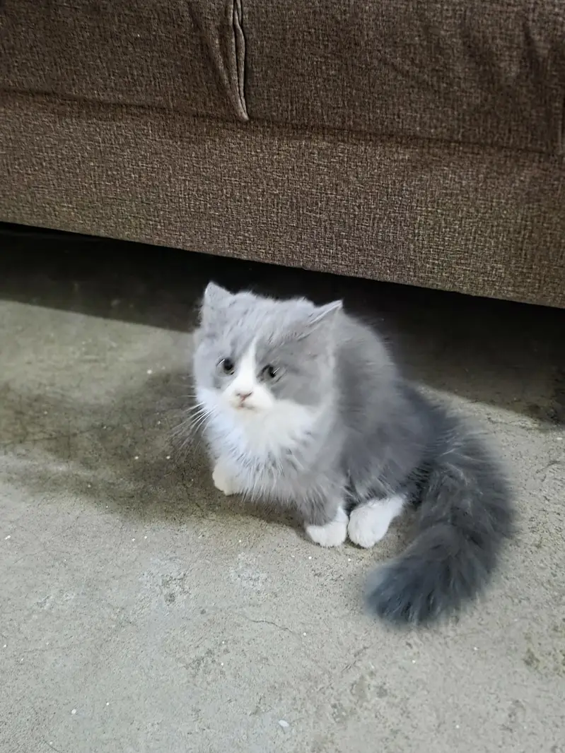 Persian Male Pear Kittens (1. black and white or 2. grey and white) — photo 9