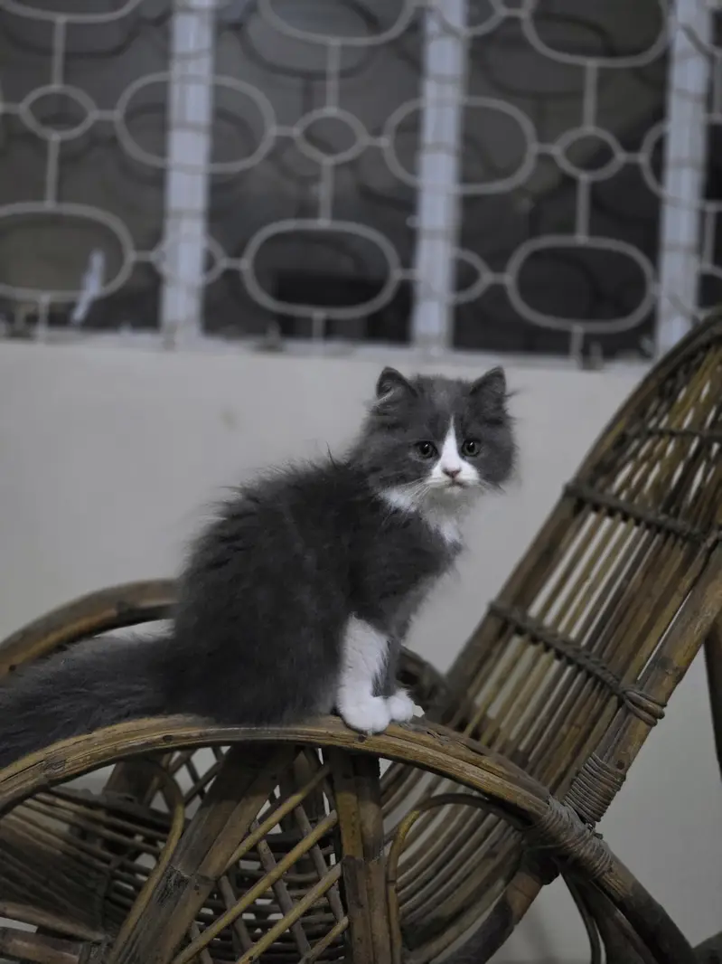 Persian Male Pear Kittens (1. black and white or 2. grey and white) — photo 10
