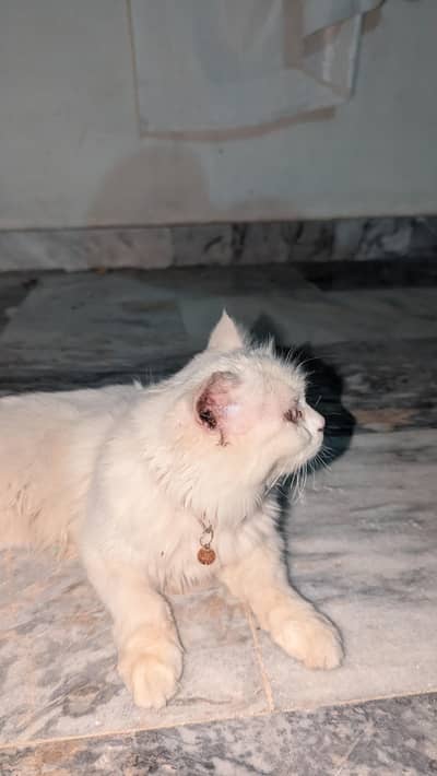 perisan cat