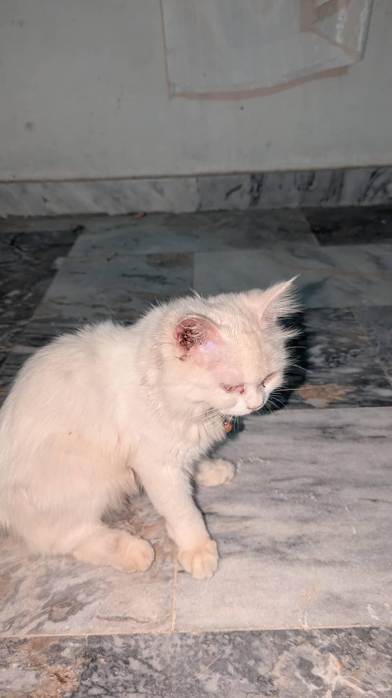 perisan cat 1